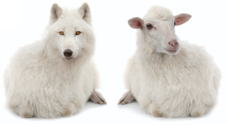 Ein Bild, das Säugetier, Pelz, Schnauze, Schaf enthält. KI-generierte Inhalte können fehlerhaft sein.
